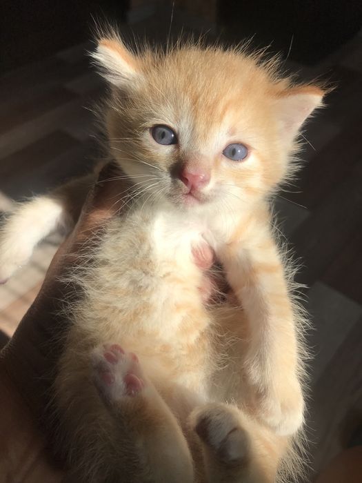 Отдам котят в хорошие руки, 3 мальчика, 1 девочка