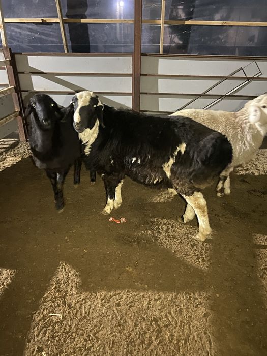 Qo’chqor barra sotiladi tezda