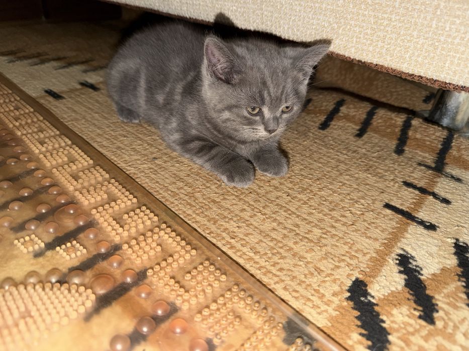 Skochish fold. Toza. Kon mushuk sotiladi