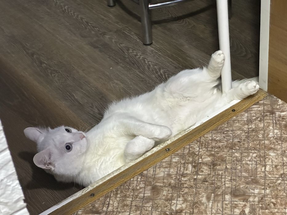 Кот по имени Каспер