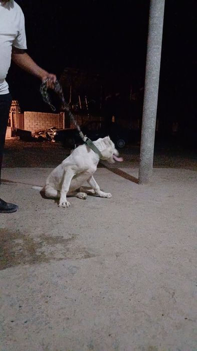 Алабай бойцовский