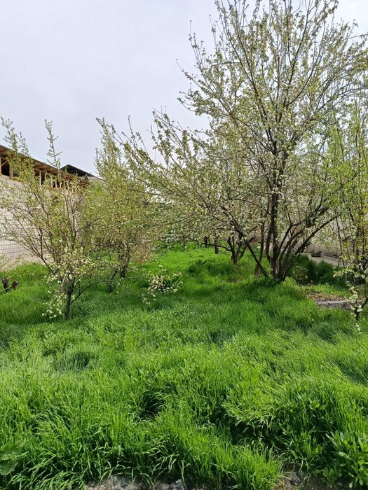 Srochna yer sotiladi zangiotada arzon narhda