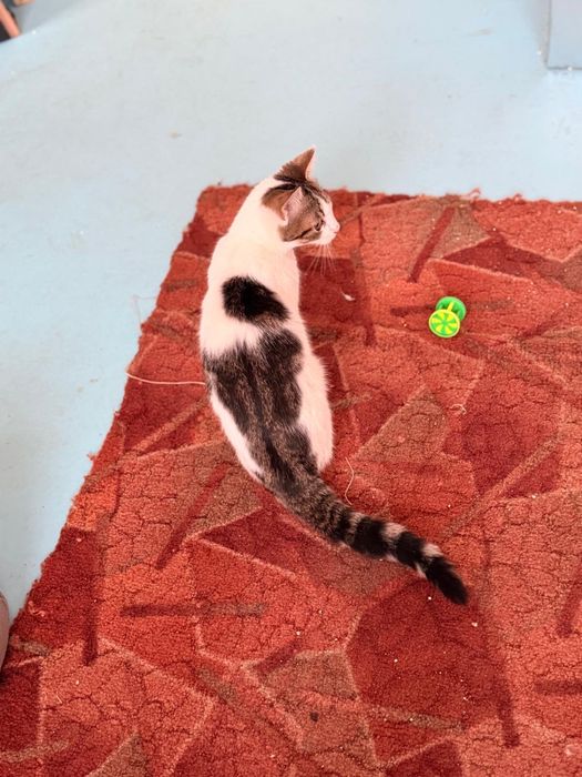 Caut adoptii pentru pisicute