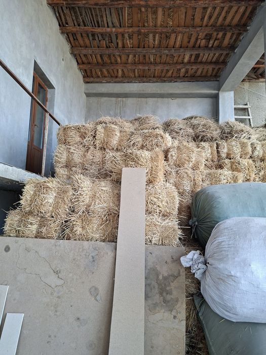 Samon priz sotiladi 20 mingdan