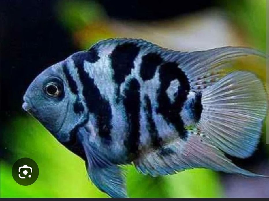 Parrot Polar Blue