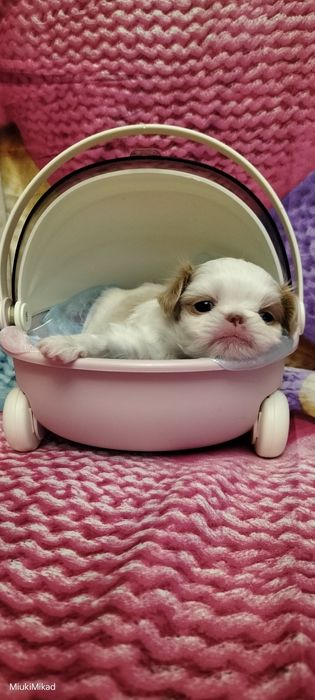 Мальчик японского хина.