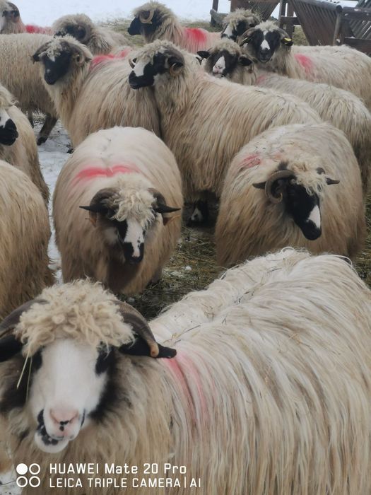 Vând oi breze 30 buc