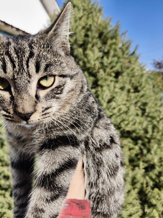 Ищем семью для котика охотника
