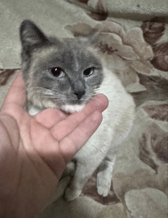 Отдам в любящую семью