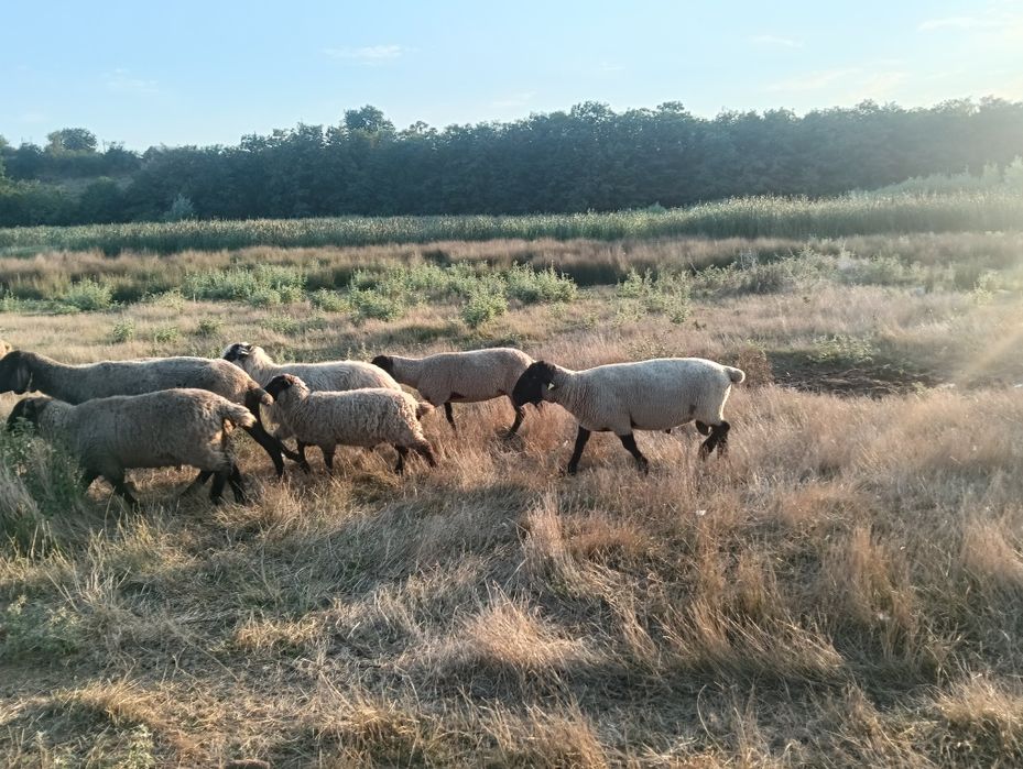 Vand oi rasa carne si metis Suffolk si Texel