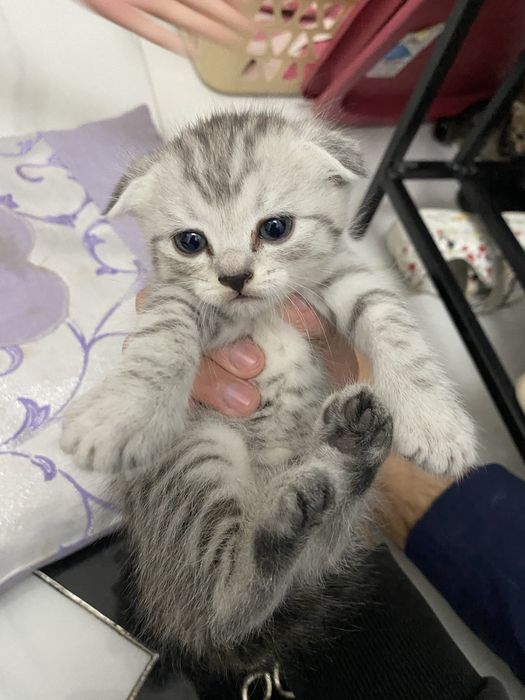 Вислоухие шотландские котята