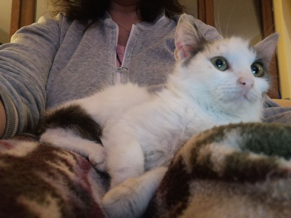 Женска котка на 3 месеца безплатна