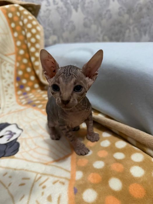 Котята Сфинкса Донского