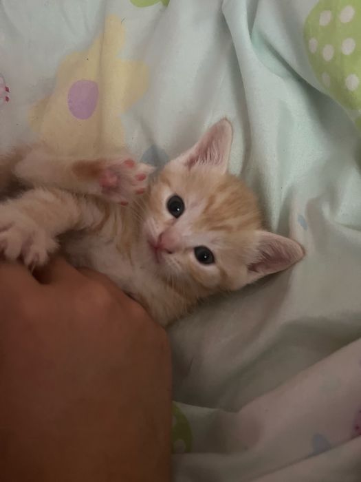 Продом бразильский кот