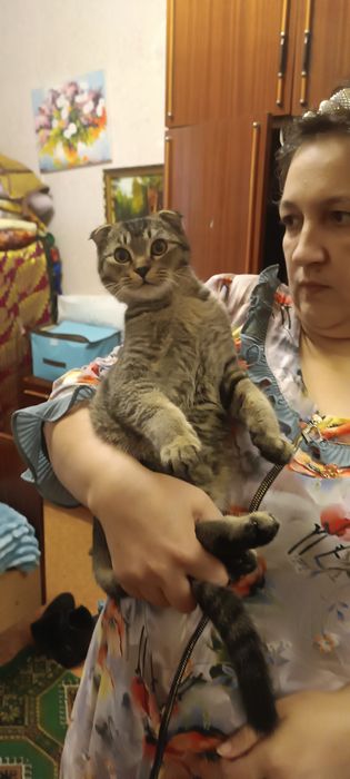 Кот продается в хорошие руки