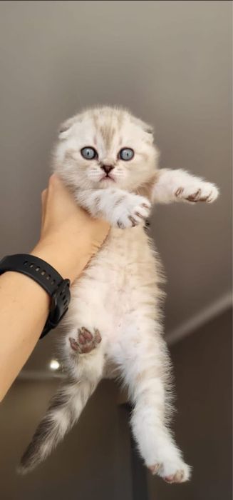 Великолепные малыши скоттиш фолд