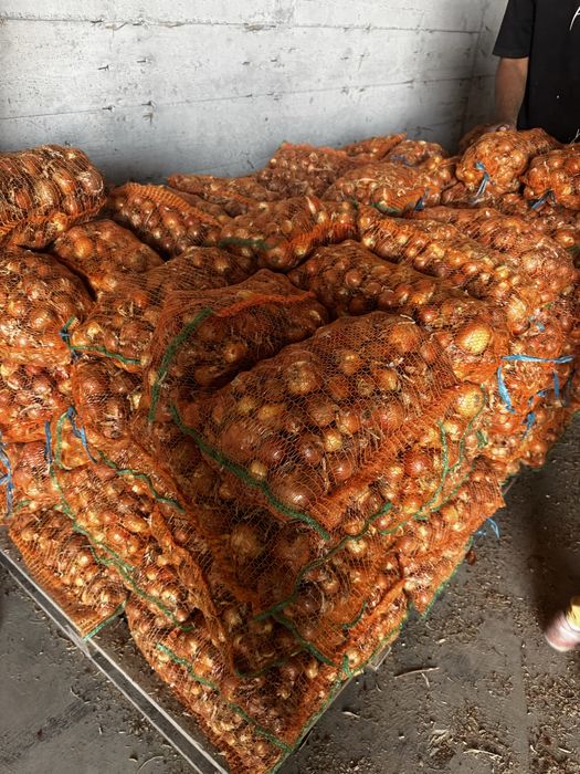 Vand ceapa rotunda in cantitate mare si mica