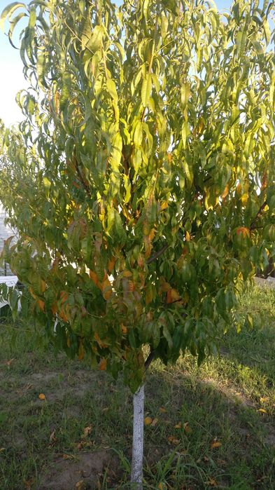 VAND TEREN 2008MP in ALBESTI pe strada Colonel Ioan Angelescu