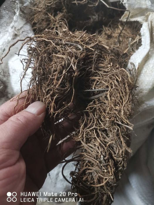 Дилянка (валериана) корени