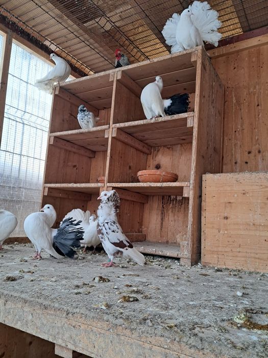 Vând Porumbei de rasă Fauri Albi