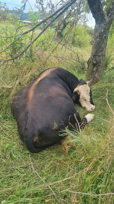 Taur 500 kg, varsta 2 ani