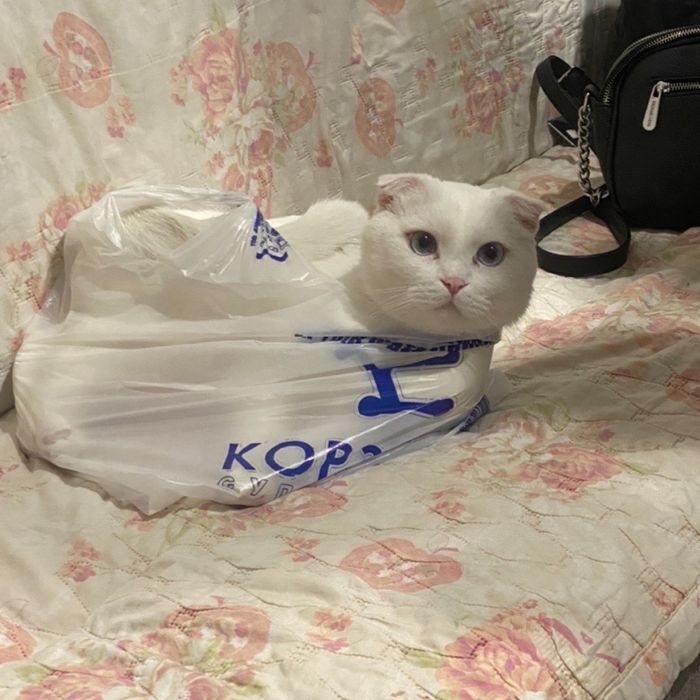 Кот, Шотландский