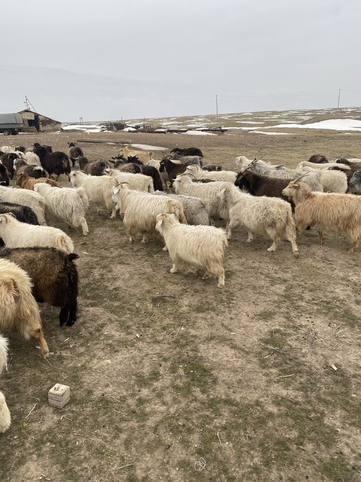 Ешкилер сатылады