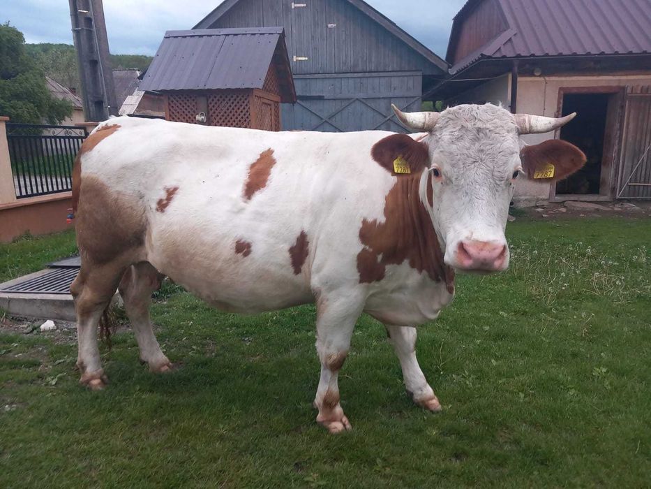 Vaca de vanzare Baltata Romaneasca
