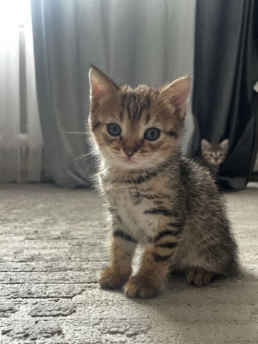 Продам 2 котят мальчик и девочка