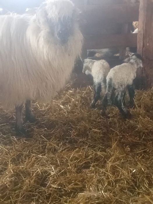 miei din doi  de vânzare