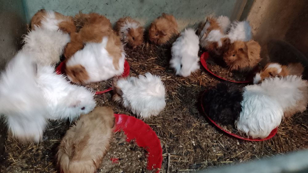 Porcușor, porcușori de Guineea , hamsteri sirieni și siberieni.