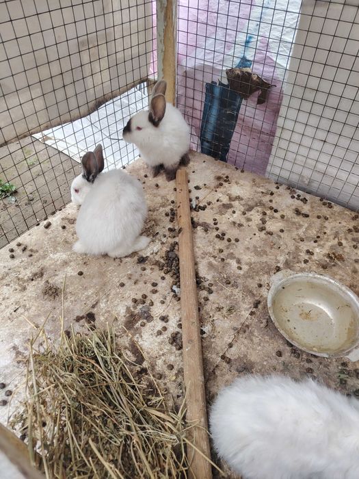 Quyon bolari sotiladi