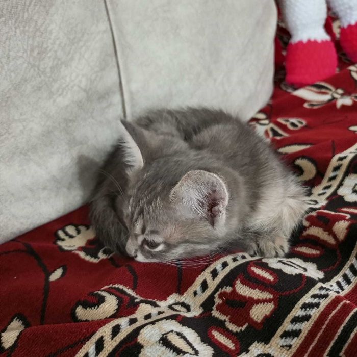 Отдам котенка в хорошие добрые руки