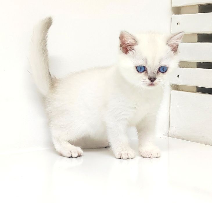 Продаются бриташки синеглазые