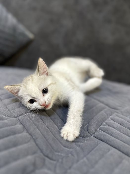 Кошка девочка хорошая лоток знает кушает домашную еду