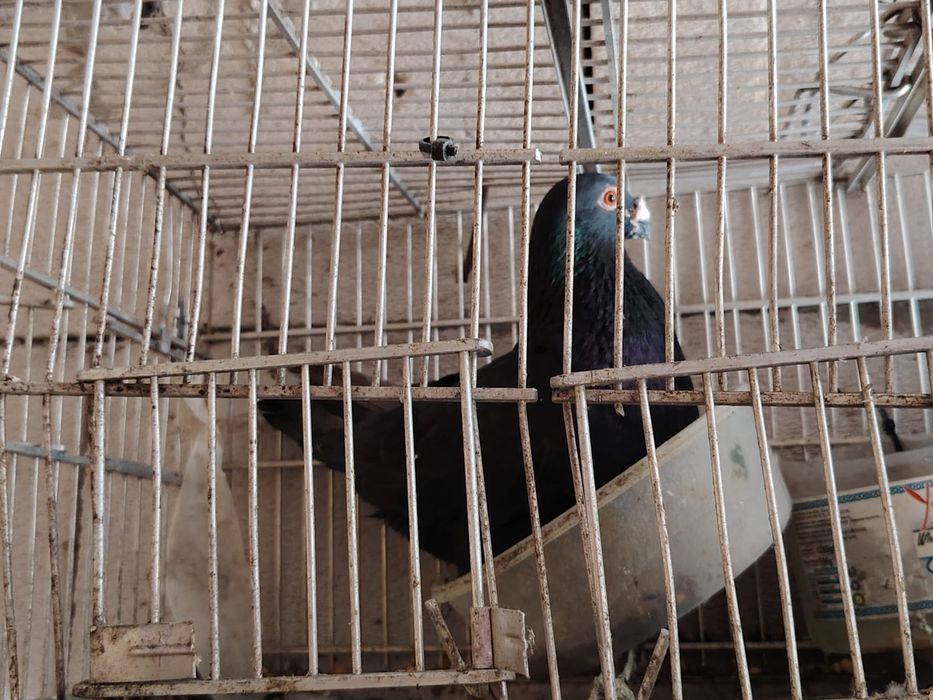 Vand porumbei rasa spaniola