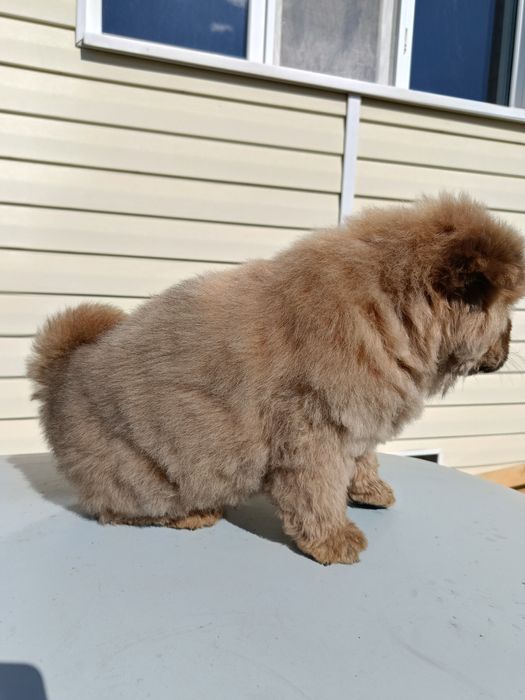 Чау чау         .