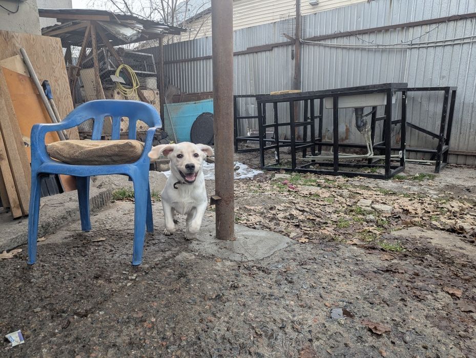 Продам щенка лабрадора девочку (метис)