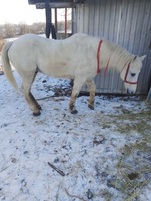 De vânzare cal castrat de 9 ani foarte cuminte și harnic
