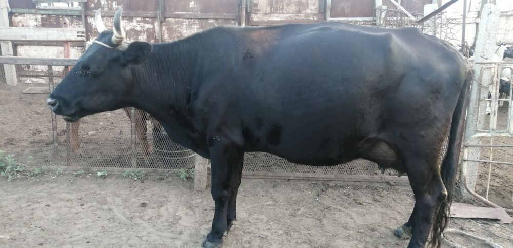 Сиырлас. Сатамин бузауимен