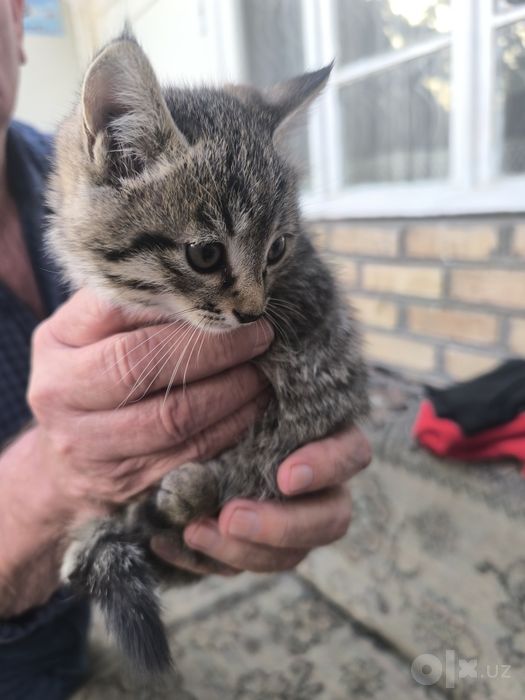 котята бесплатно. в хорошие руки!