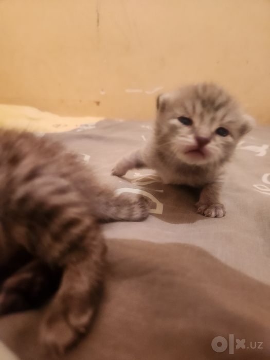 Отдам 3 котята в добрые руки