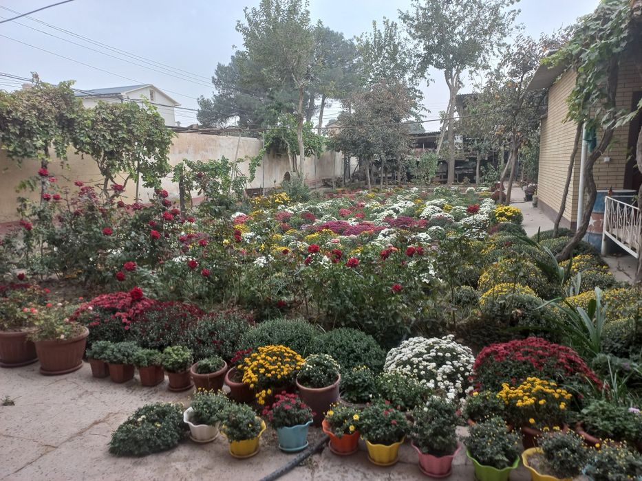 Gollandskiy xrizontema