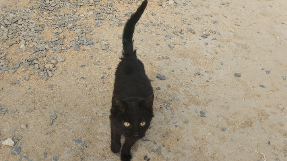 Мысықтың марғаулары