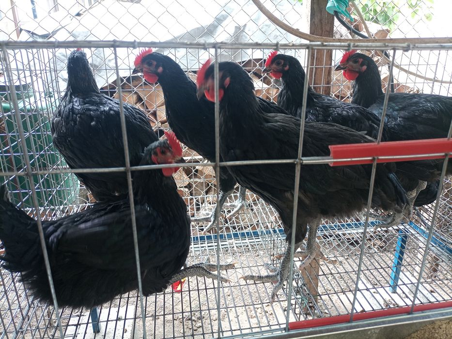 Cocoș Australorp