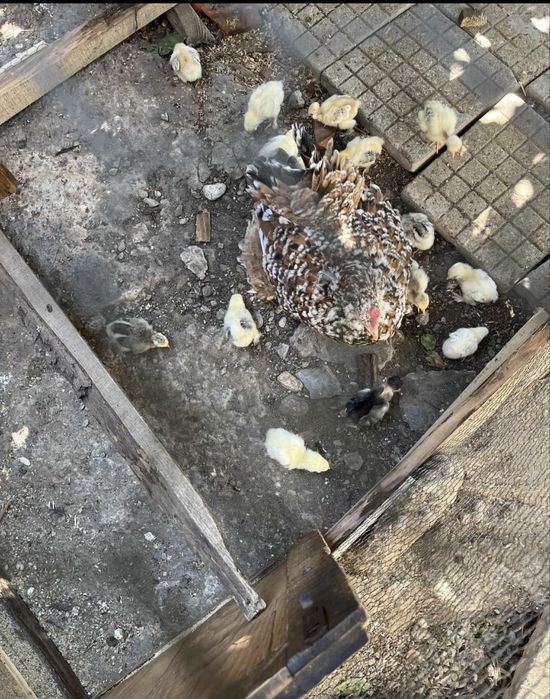 Млади домашни кокошки