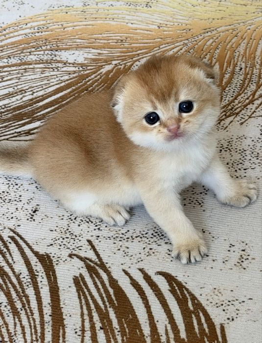 Золотые шиншиллы шоу класса