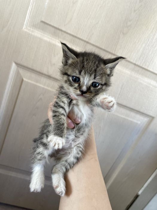 Марғаулар бар 5 еу