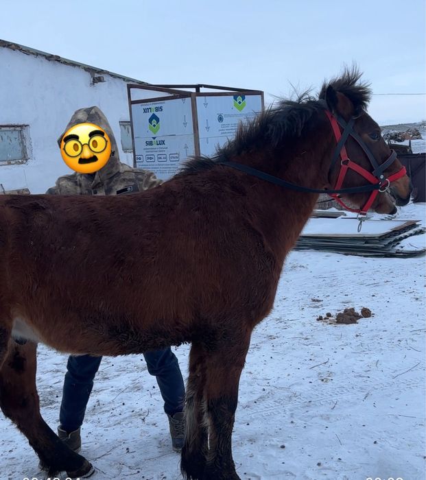 Семіз құнан сатылады