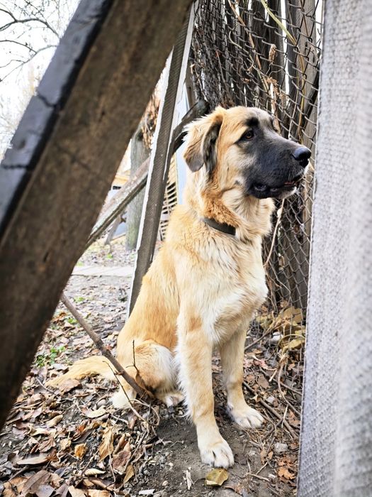 Собака помесь Алабая.